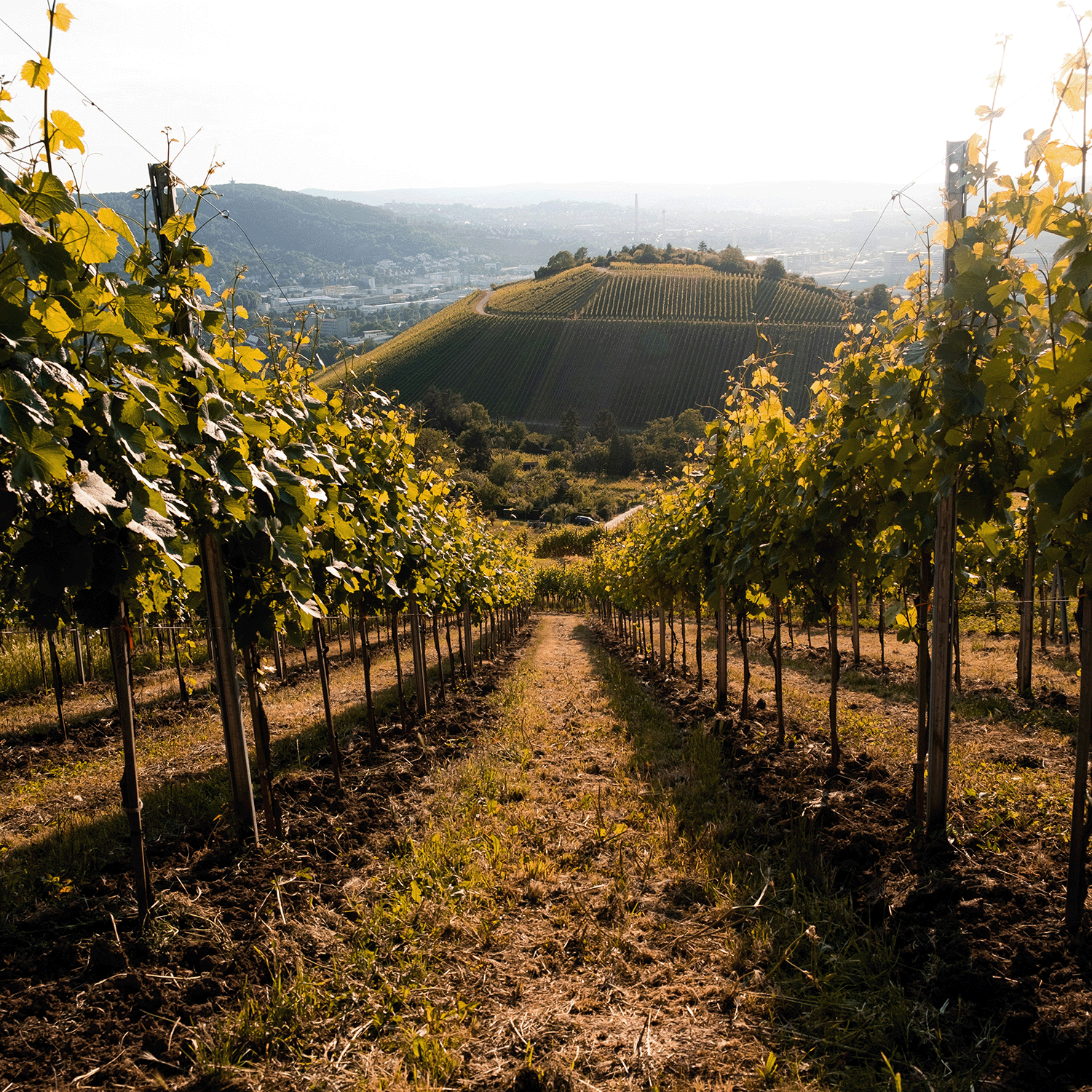 Weinreben in der Nähe des Stuttgarter Rotenberg